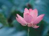 light-pink-lotus-5d.jpg