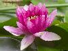 lotus-pink-79w.jpg