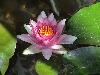 water-lily-5.jpg
