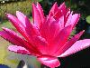 waterlily-dark-pink.jpg
