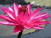 waterlily-pink.jpg