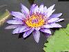 waterlily-purple.jpg