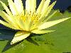 waterlily-yellow-4w.jpg