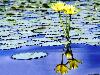 yellow-water-lilies.jpg